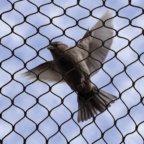 Bird Netting