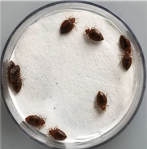 Bed bugs control